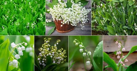 prada lily of the valley|The Ultimate Guide To The Best Lily Of The Valley .